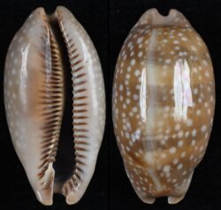 Macrocypraea cervinetta cervinetta