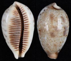 Ficadusta pulchella pulchella