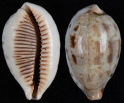 Ficadusta pulchella pulchella