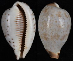 Ficadusta pulchella pulchella