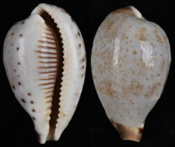 Ficadusta pulchella pulchella