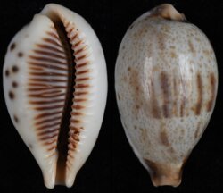 Ficadusta pulchella pulchella