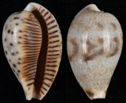 Ficadusta pulchella pulchella