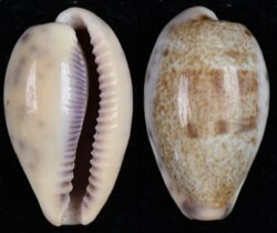 Contradusta walkeri