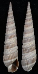 Duplicaria dussumieri
