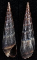 Hastula cinerea