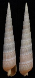 Terebra babylonia