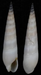 Hastula strigilata