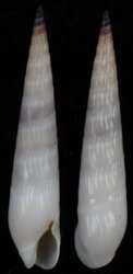 Hastula strigilata