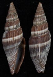 Vexillum formosense