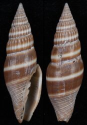 Vexillum formosense