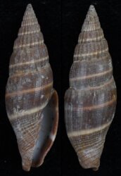 Vexillum formosense