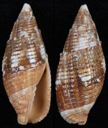 Nebularia imperialis
