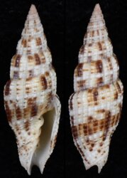 Vexillum acupictum