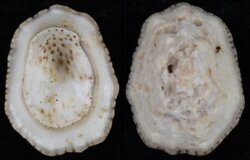 Patelloidea saccharina
