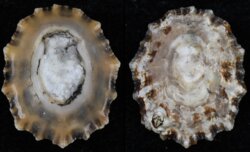 Patella depressa