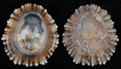 Patella depressa