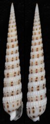 Terebra waikikiensis