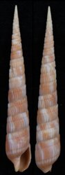 Myurella nebulosa