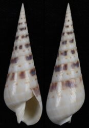 Terebra maculata