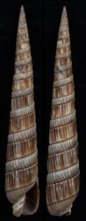 Duplicaria dussumieri