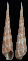 Terebra guttata