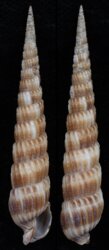 Myurella russoi