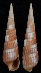 Myurella nebulosa