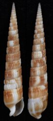 Myurella nebulosa