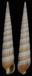 Myurellopsis paucistriata