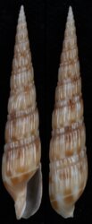 Hastula raphanula