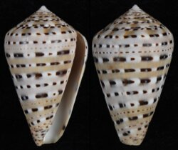 Genuanuconus genuanus