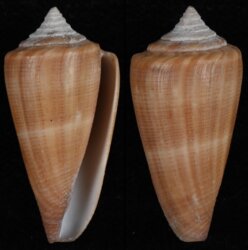 Calibanus furvus