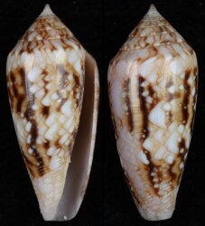 Cylinder legatus