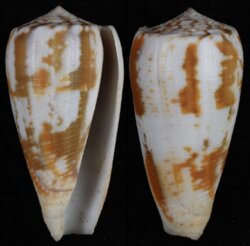 Pionoconus magus
