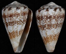Africonus cuneolus
