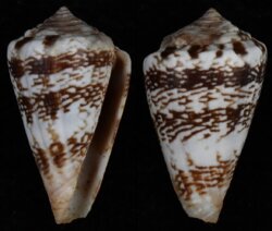 Africonus cuneolus
