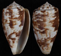 Floraconus novaehollandiae
