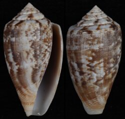 Floraconus novaehollandiae