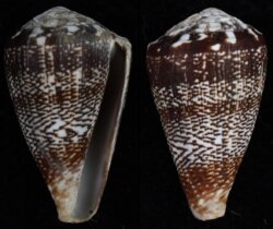 Africonus delanoyae
