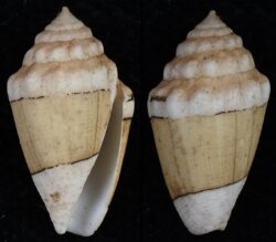 Virroconus dorreensis