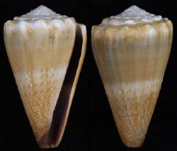 Lividoconus diadema