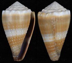 Lividoconus diadema