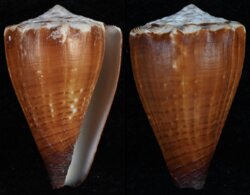 Stephanoconus brunneus