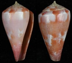 Rhizoconus pertusus