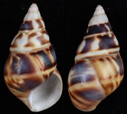 Liguus fasciatus marmoratus