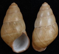 Hypselostyla camelopardalis