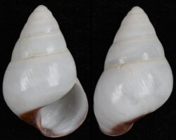 Dolichostyla fischeri