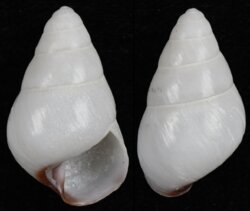 Dolichostyla fischeri