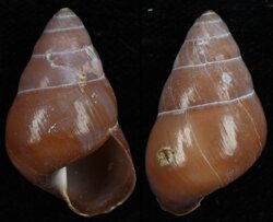 Dolichostyla fischeri
